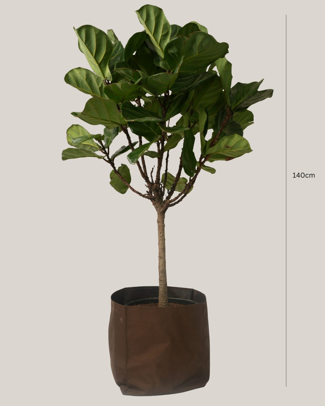 Ficus Lyrata