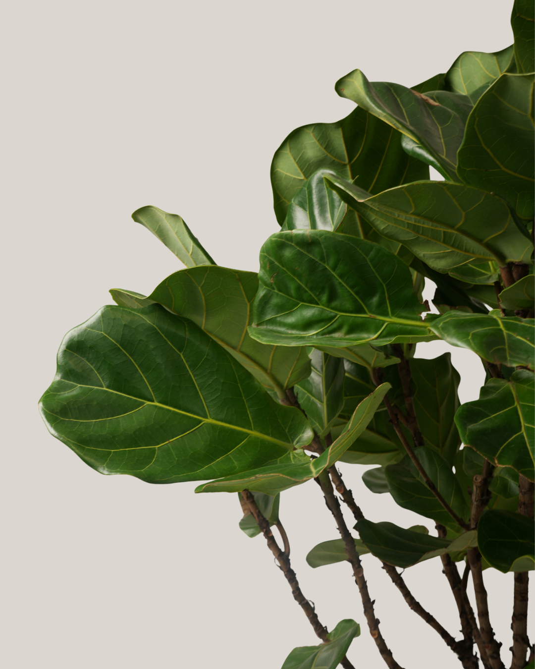 Ficus Lyrata