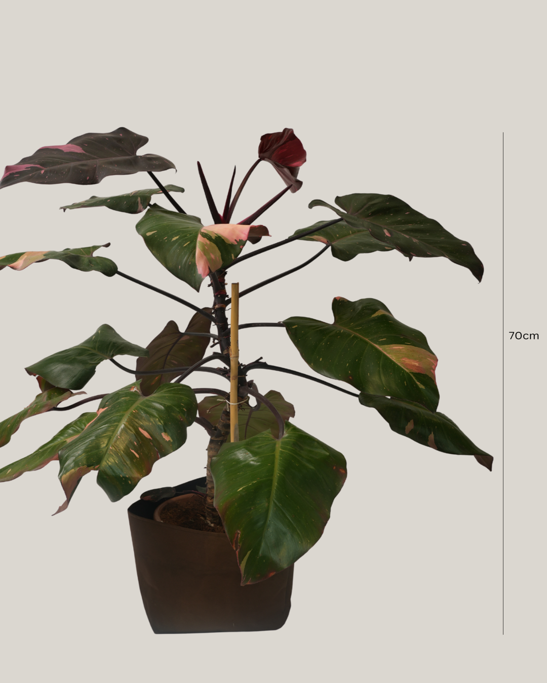 Philodendron Pink Princess