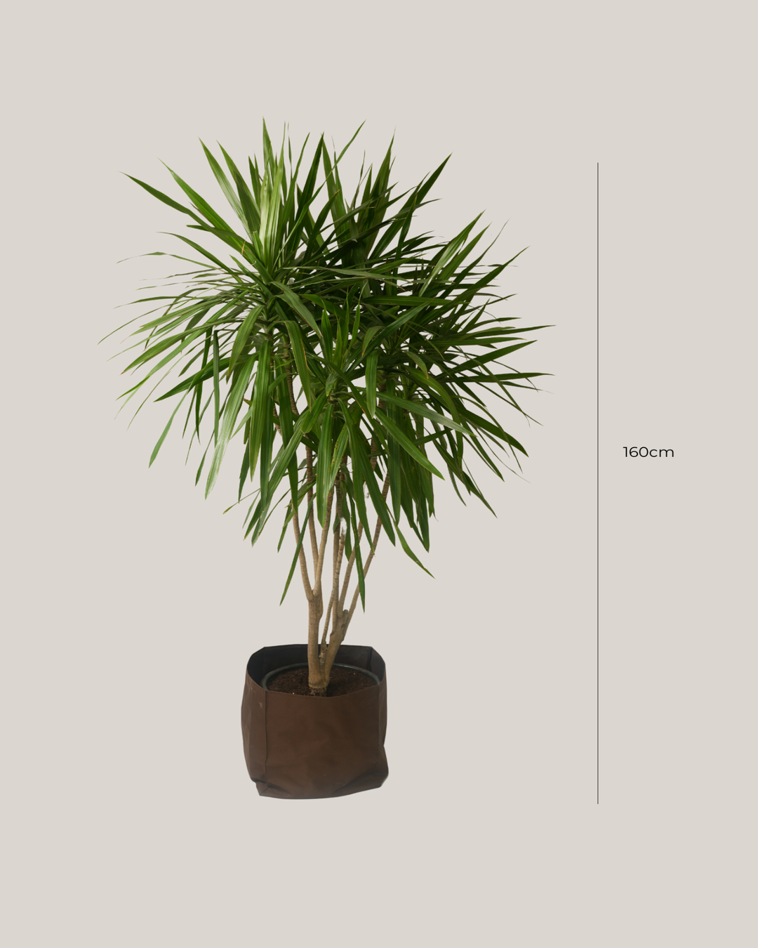 Dracaena Marginata Tarzan