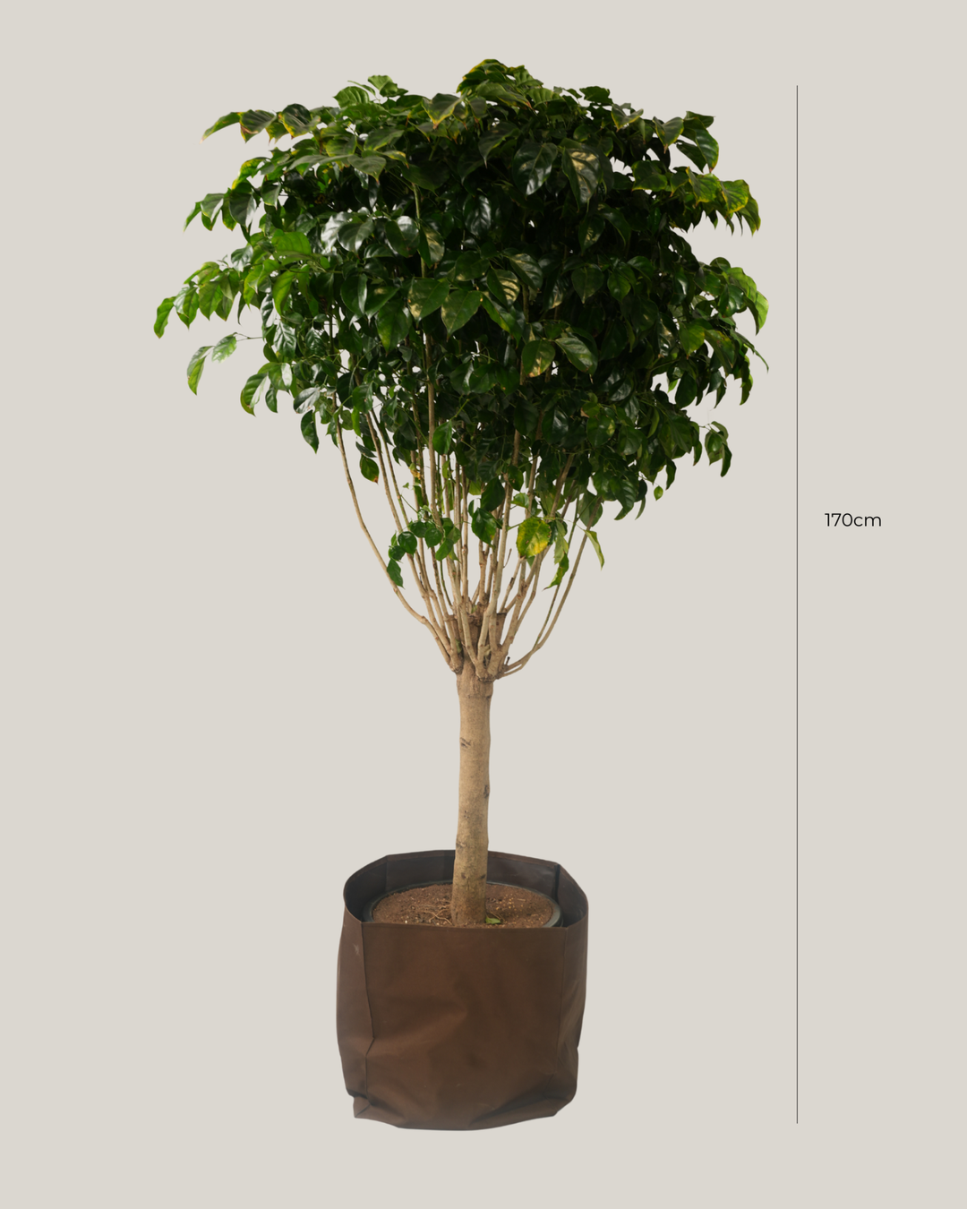Radermachera Sinica Stem