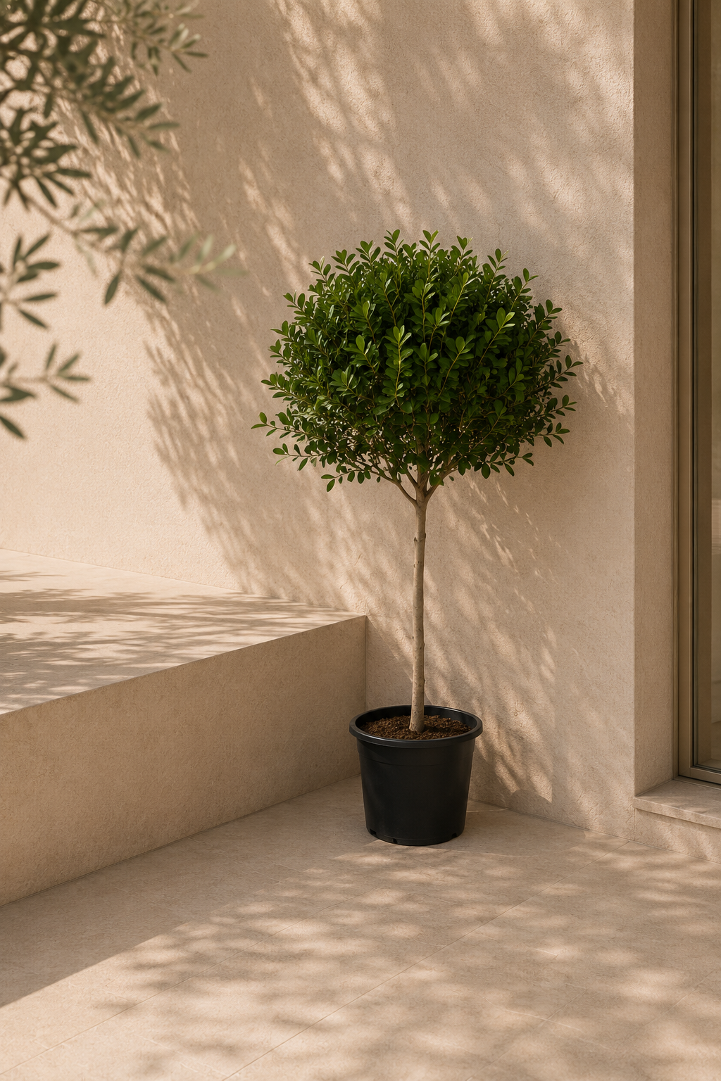 Ficus Panda