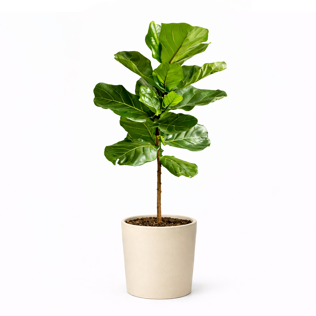 Fiddle Fig