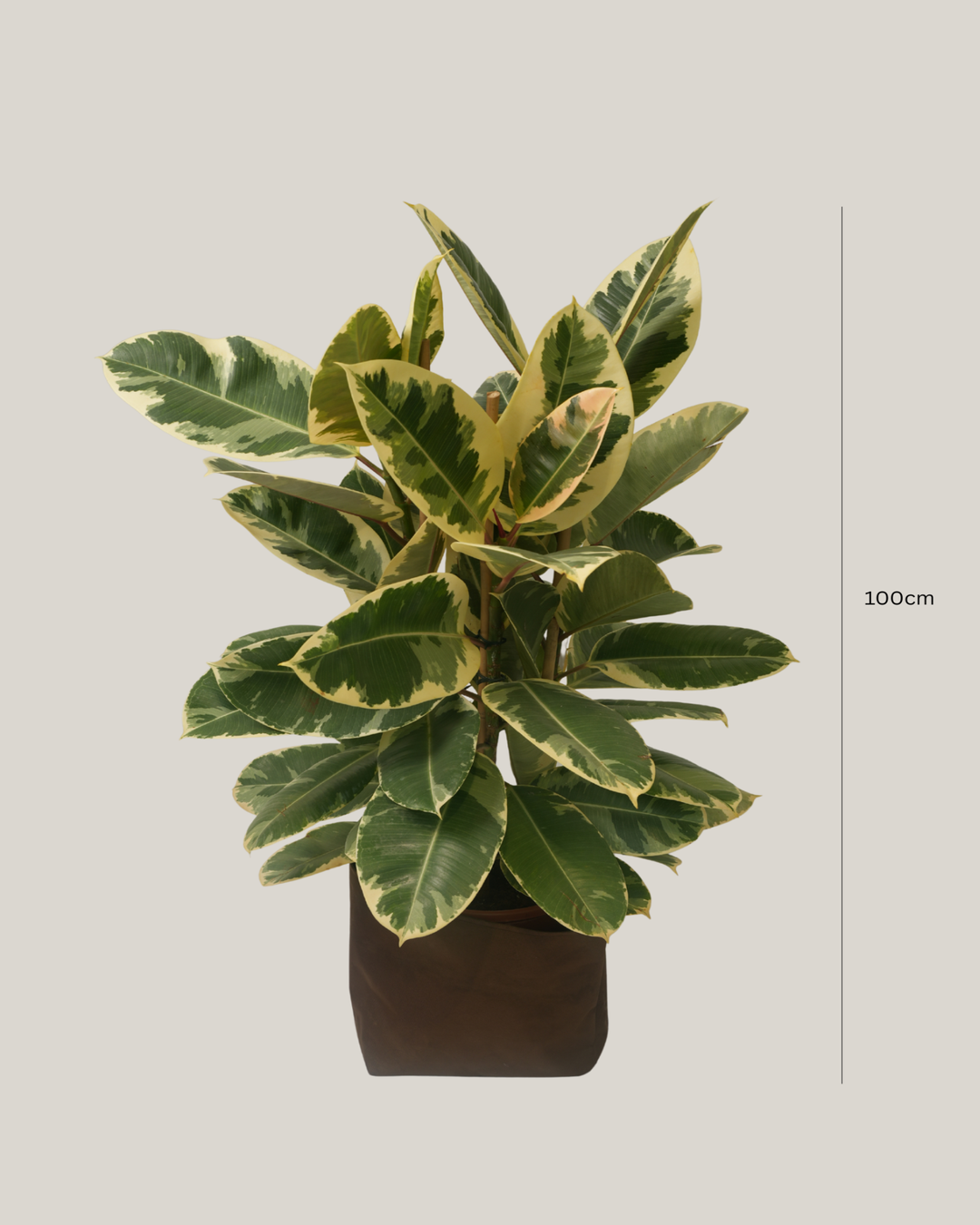 Ficus Elastica Tineke 3pp