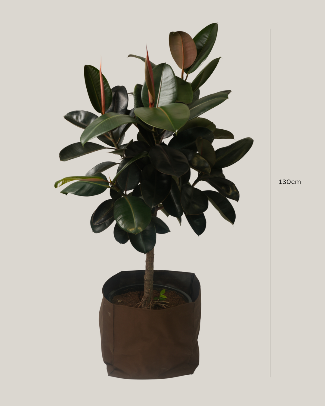 Ficus Elastica