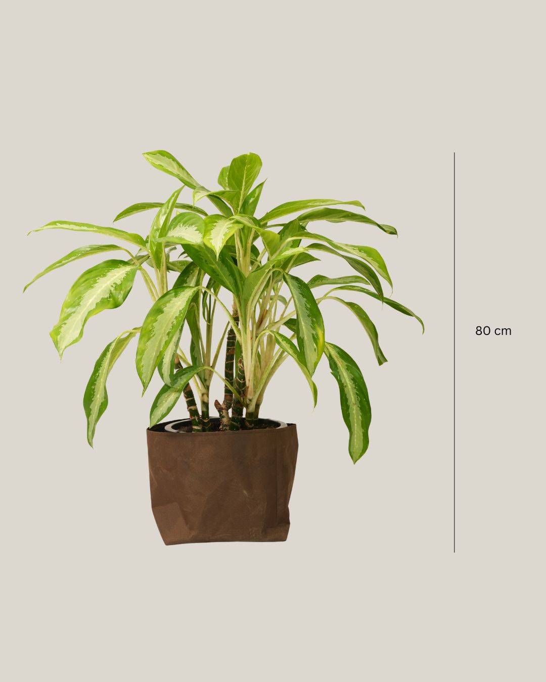 Aglaonema Silver Moon