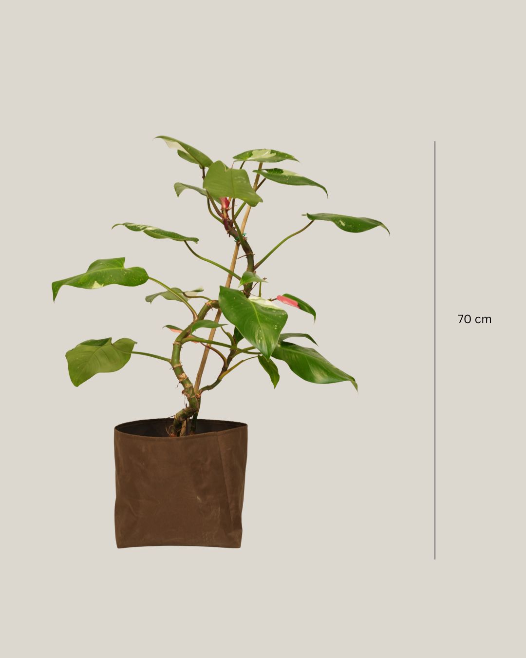 Philodendron Erubescens White Princess