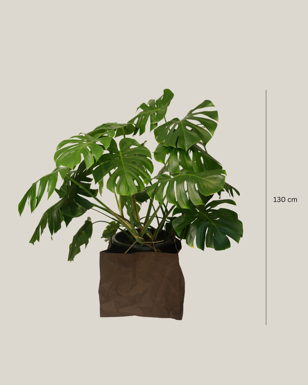Monstera