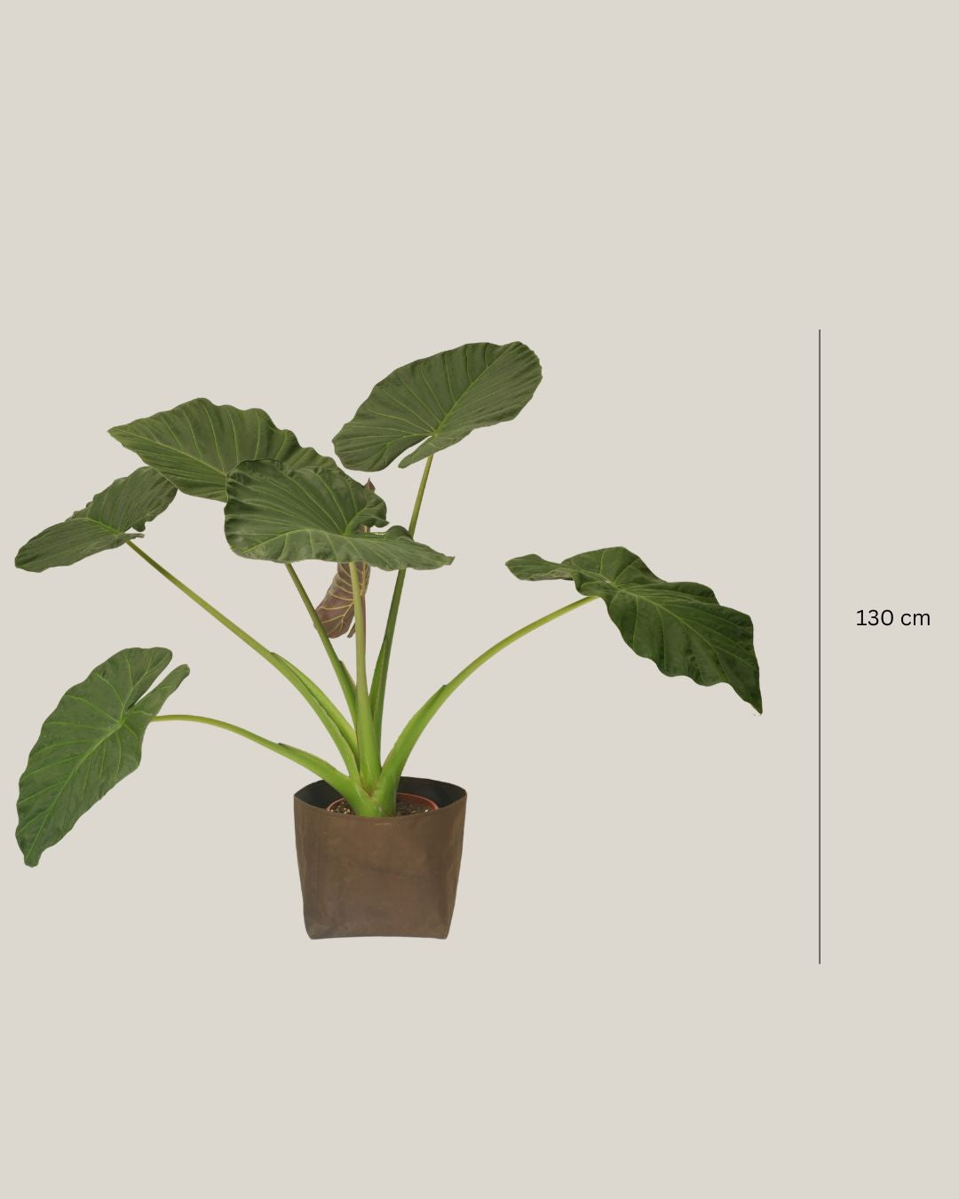 Alocasia Regal Shield