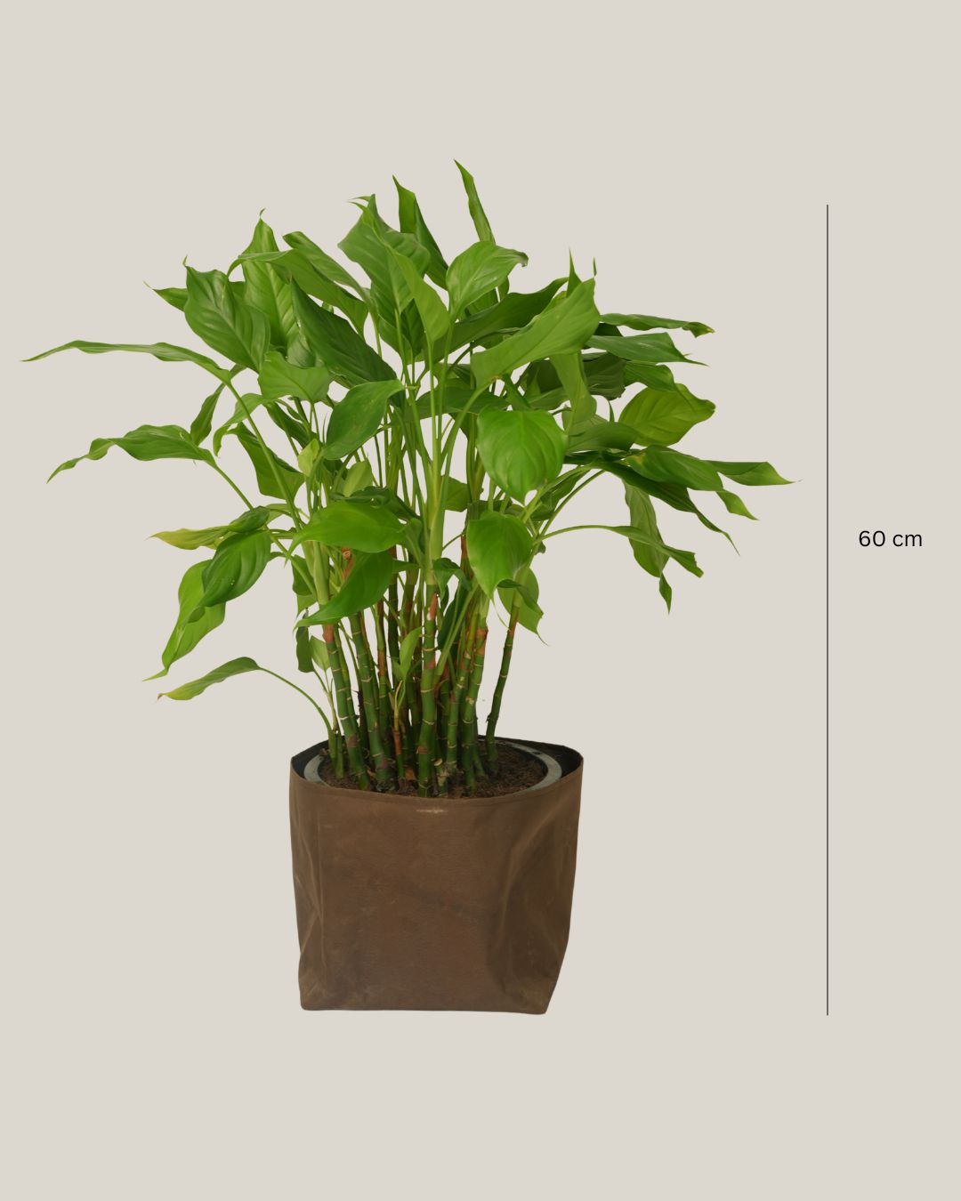 Spathiphyllum