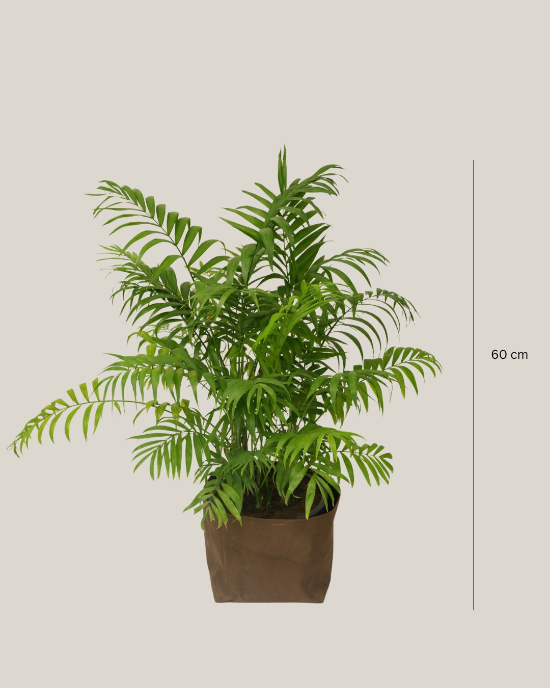 Chamaedorea Elegans