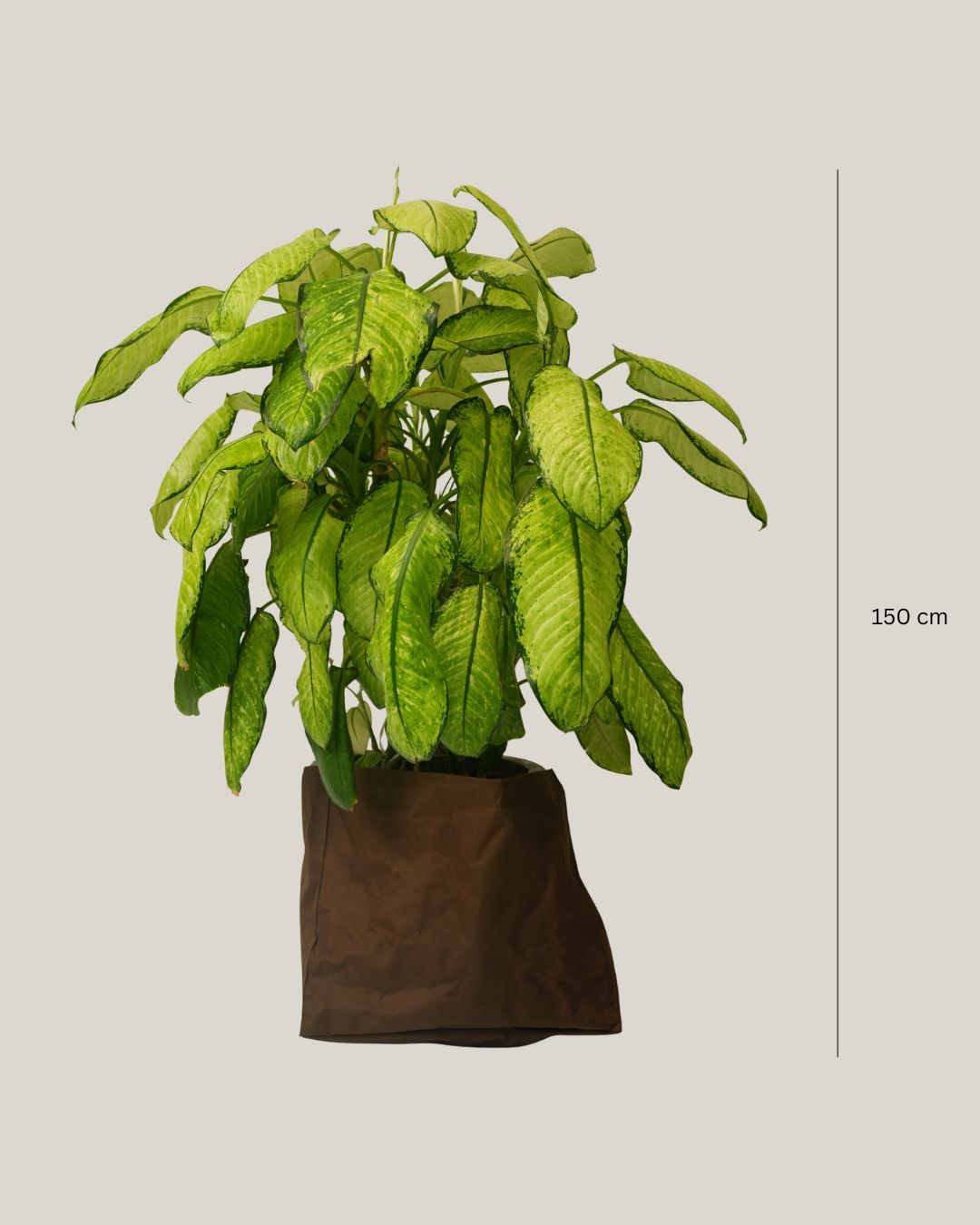 Dieffenbachia Variegated