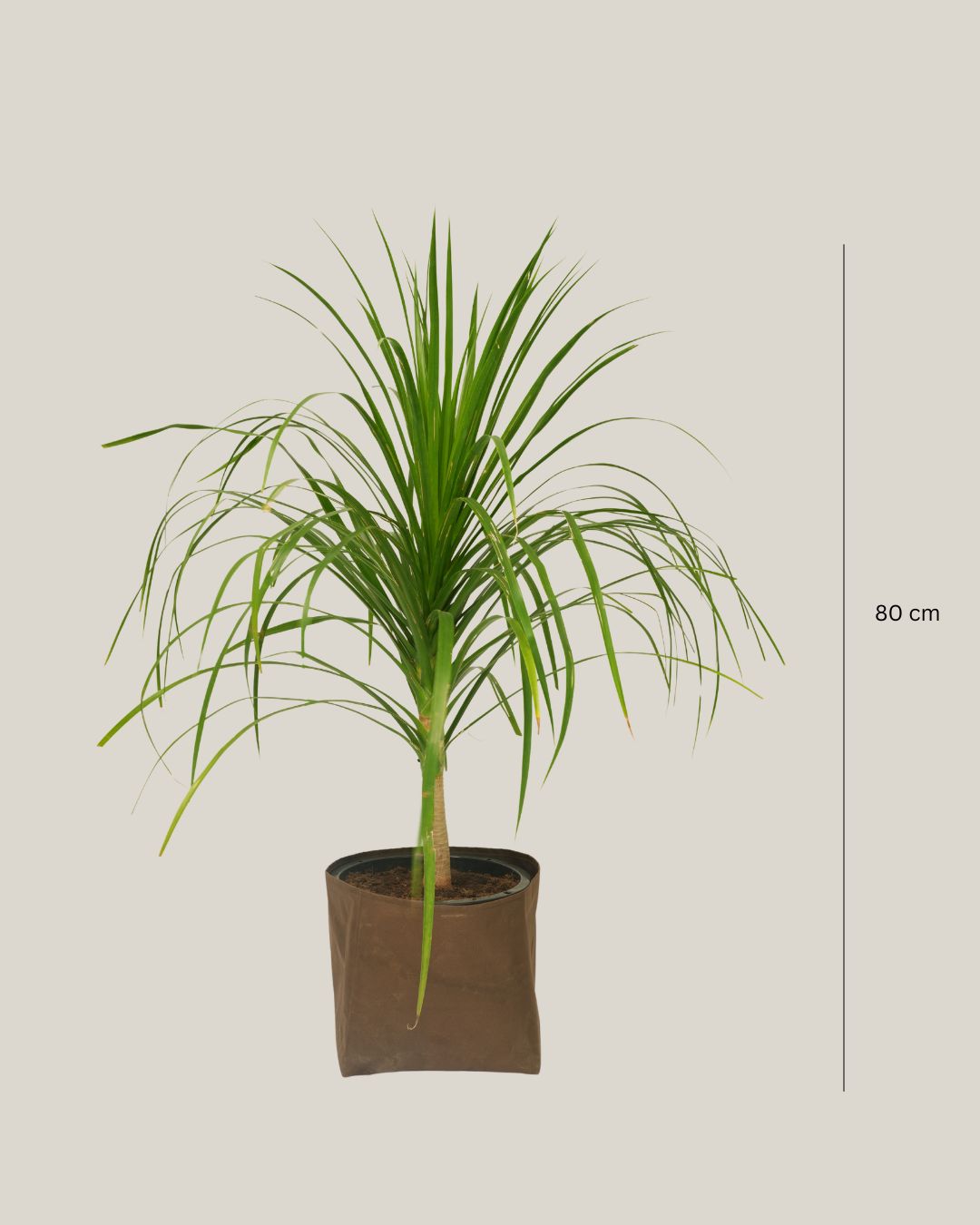 Dracaena Draco 1PP