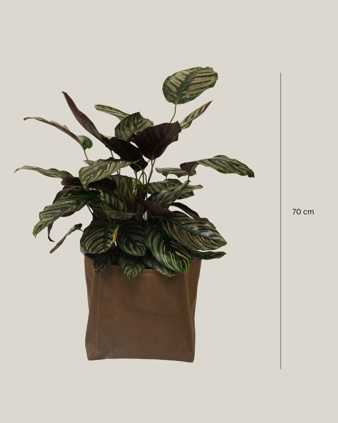 Calathea