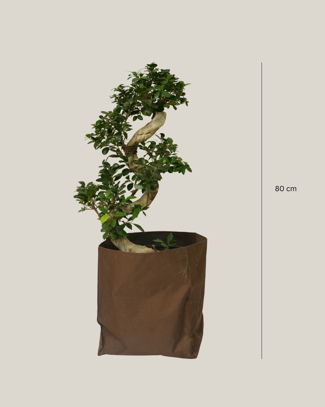 Ficus Bonsai S Shape