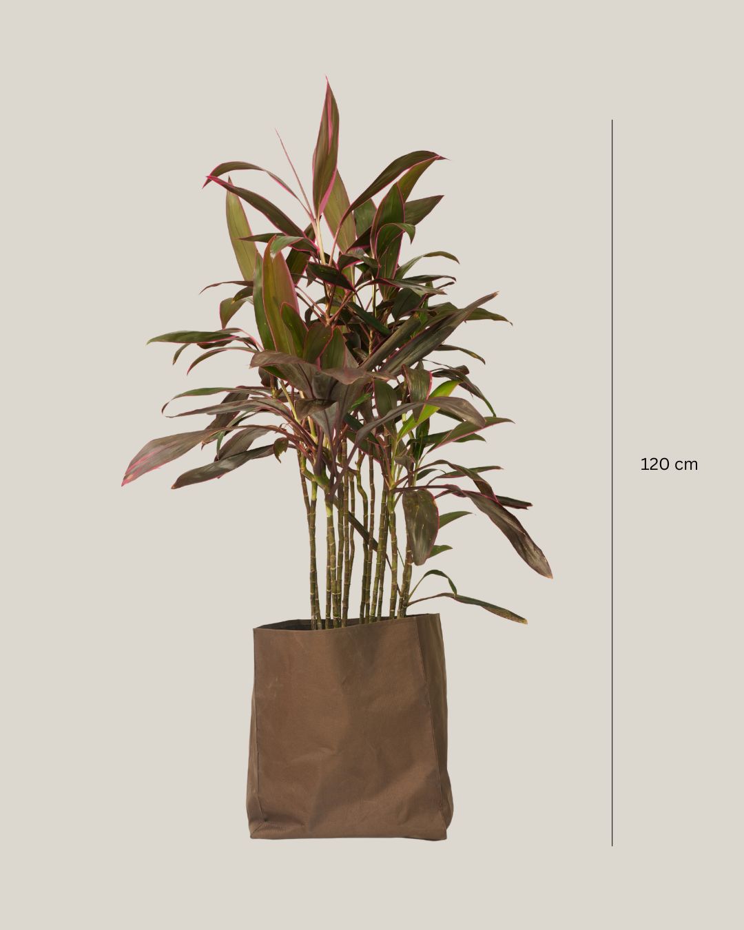 Cordyline