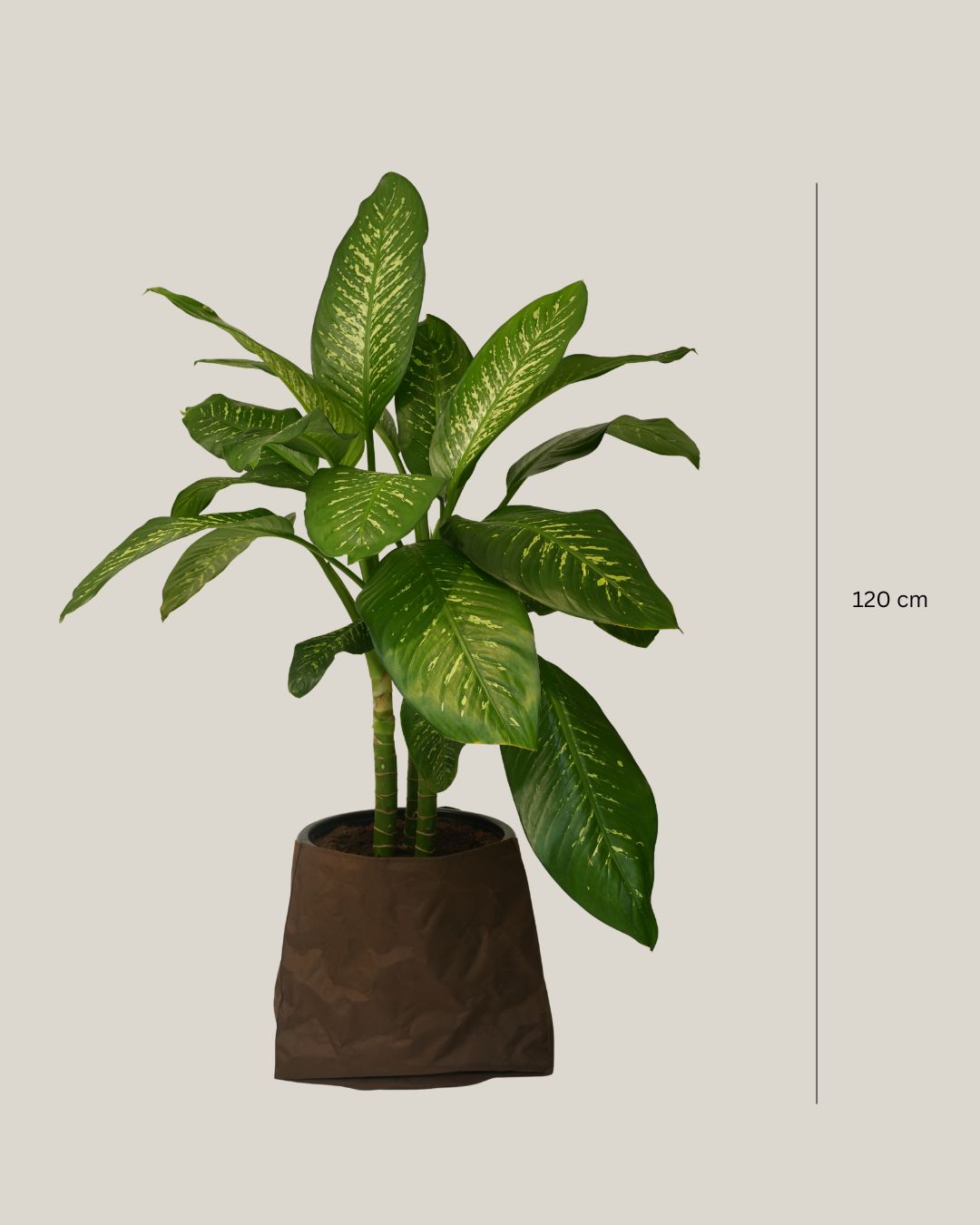 Dieffenbachia Tropic Snow