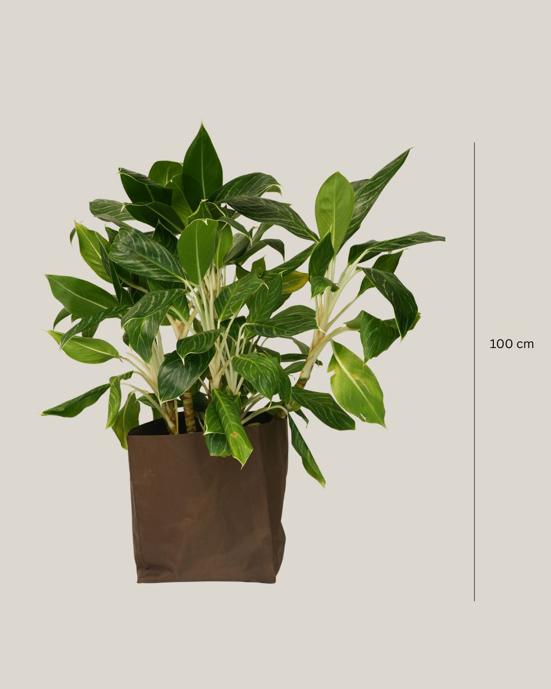 Aglaonema Key Lime