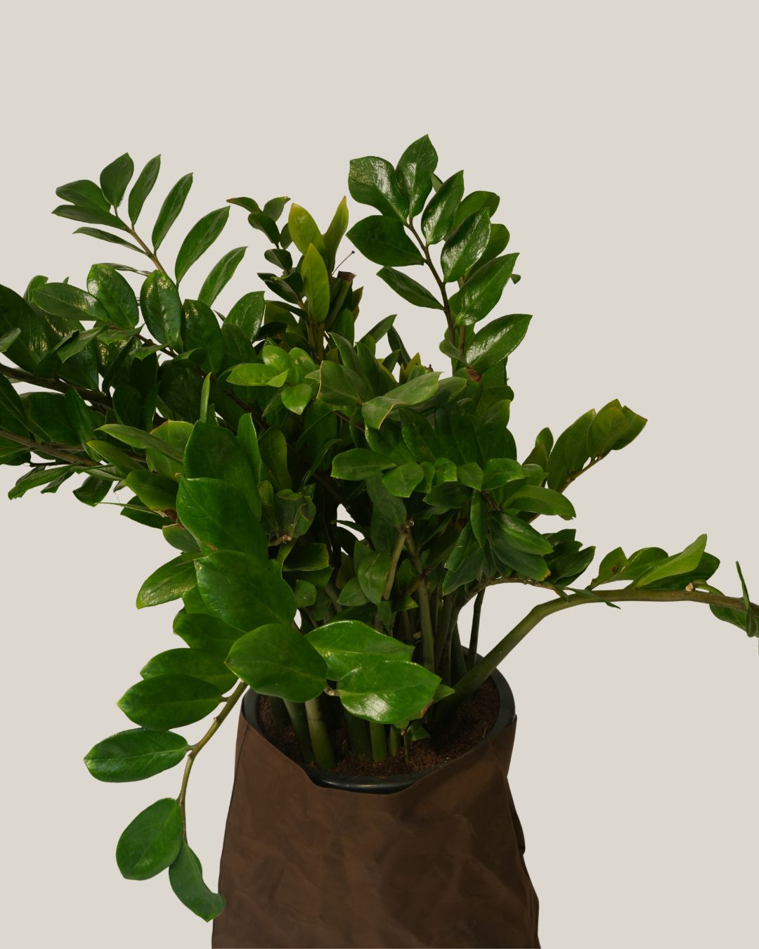 Zamioculcas Zamiifolia