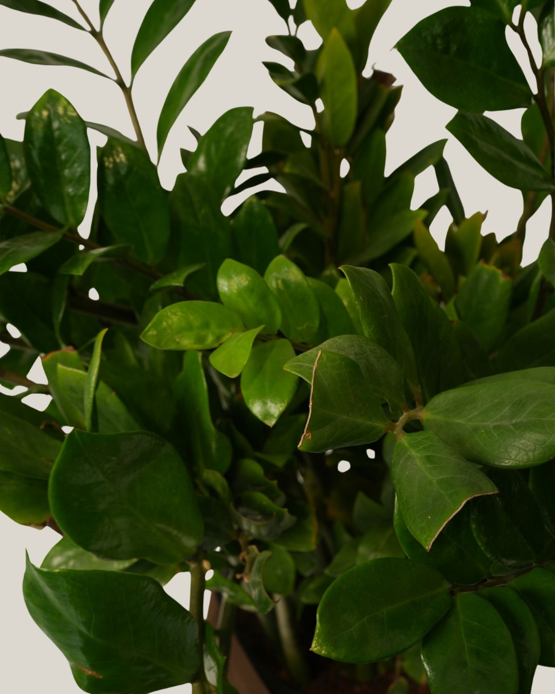Zamioculcas Zamiifolia