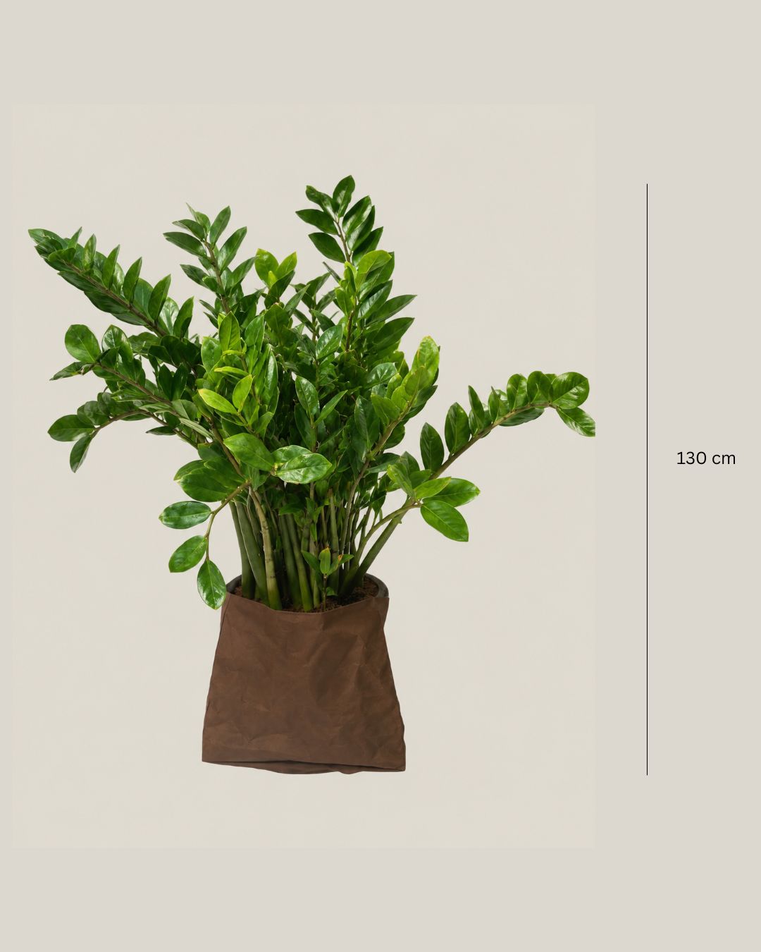 Zamioculcas Zamiifolia