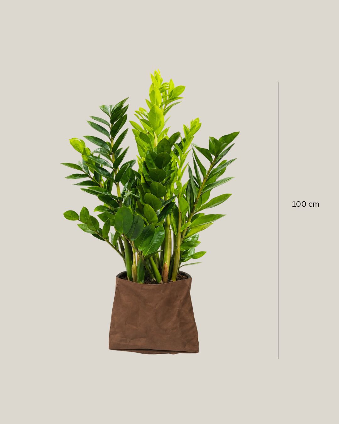 Zamioculcas Zamiifolia