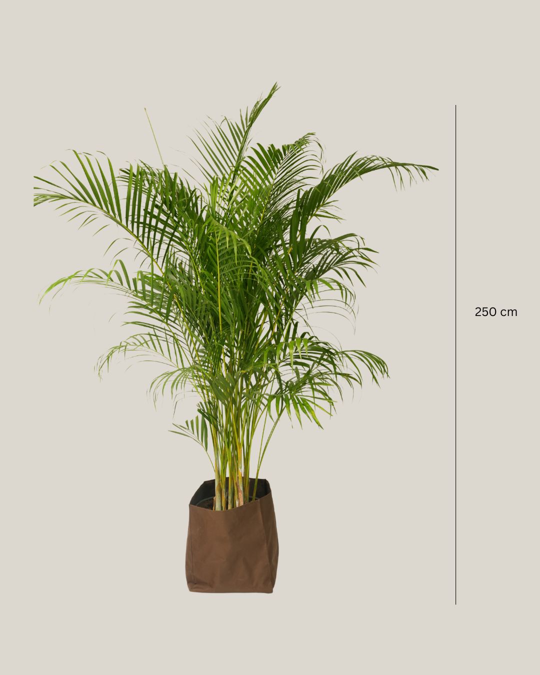 Dypsis Lutescens