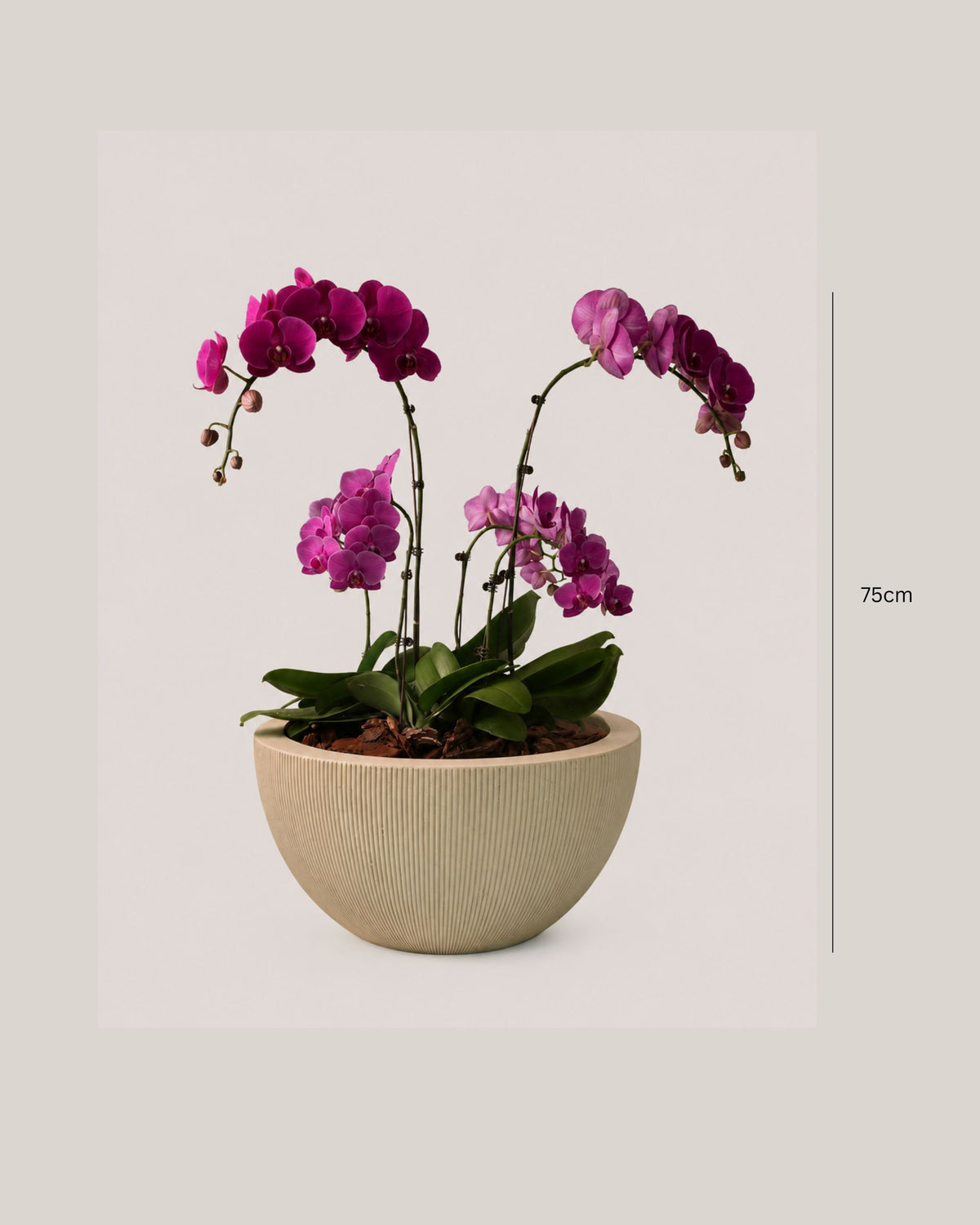 Phalaenopsis Orchids Purple in Egg Pot White
