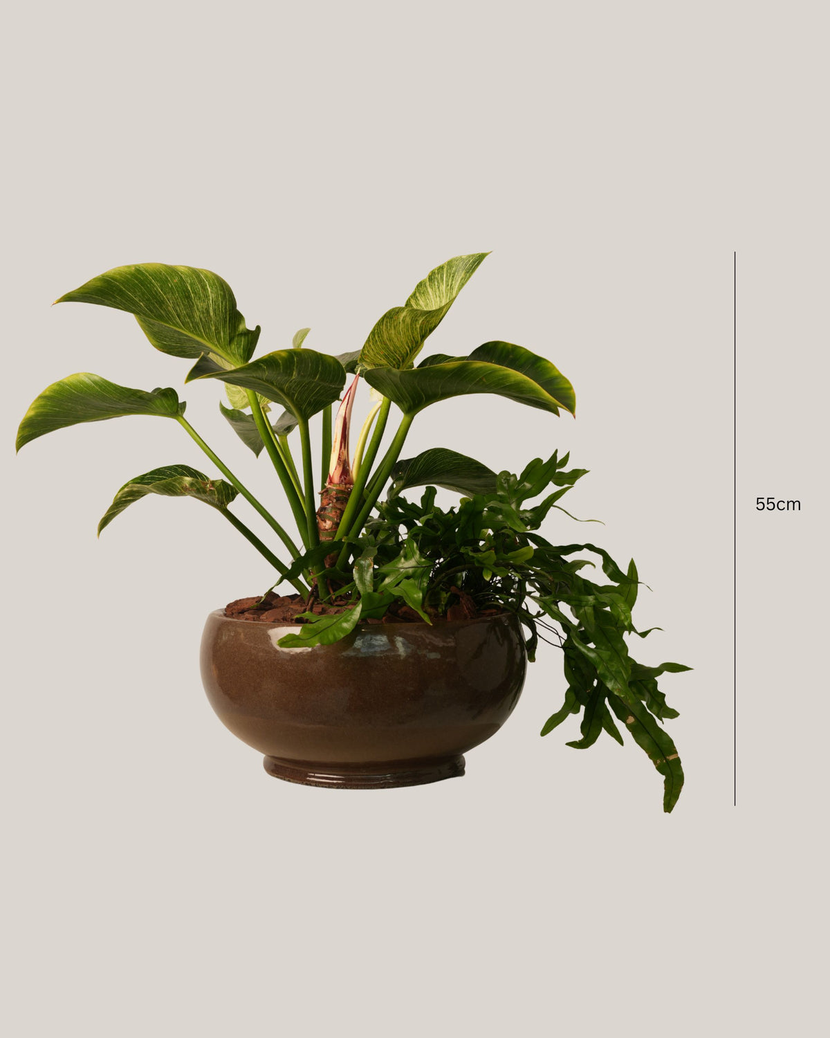 Mixed Plants Arrangement with Bowl Low Macchiato