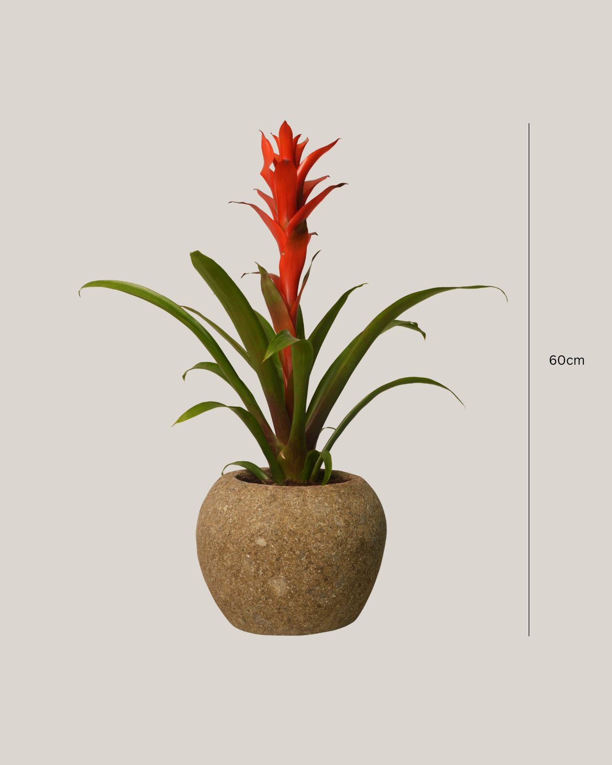 Table Top Plant with Round Stone Pot