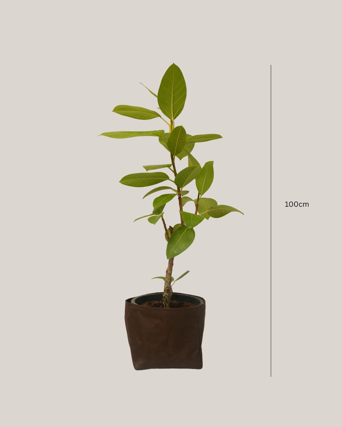 Ficus Altissima