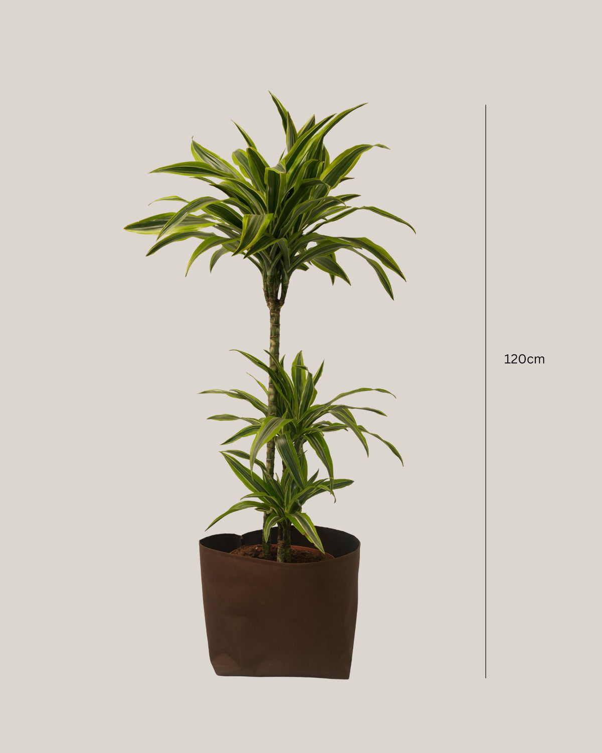 Dracaena Lemon Lime 3pp
