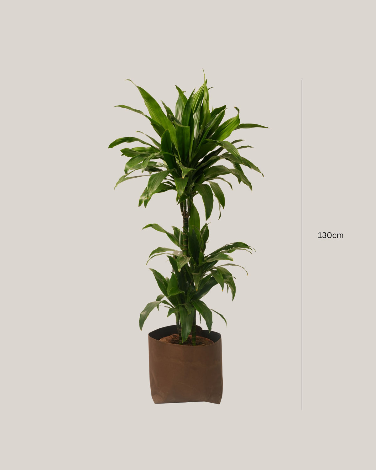 Dracaena Janet 3pp