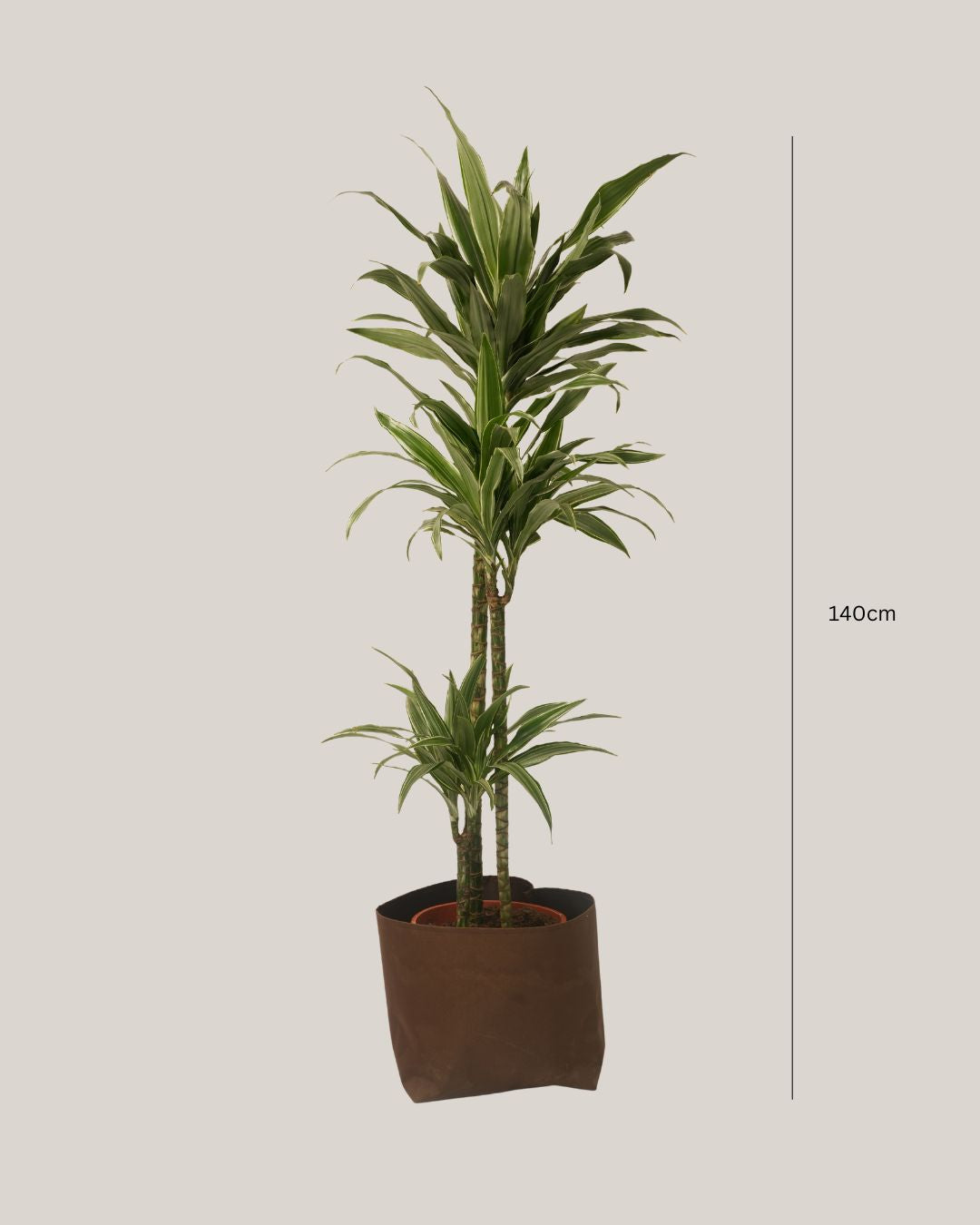 Dracaena Warneck 3pp