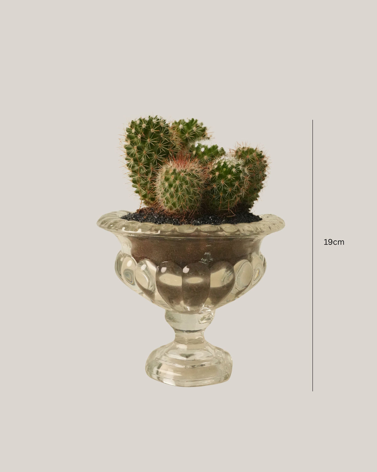 Cactus Arrangement in Glass Vase