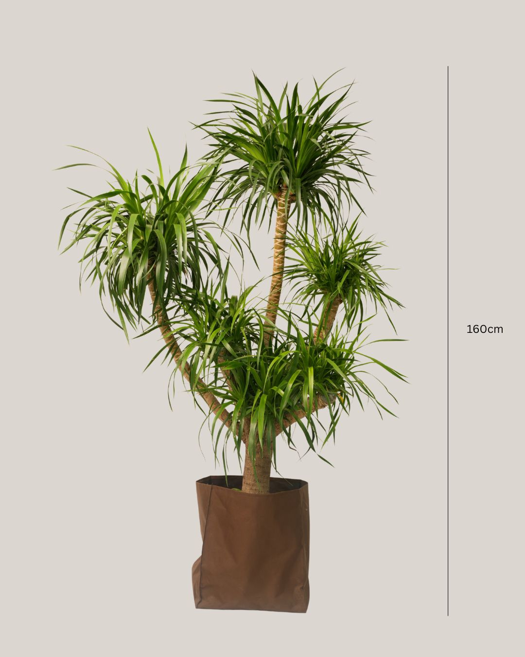 Dracaena Draco