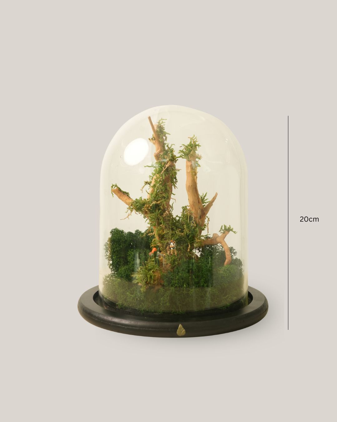 Woodland Expedition