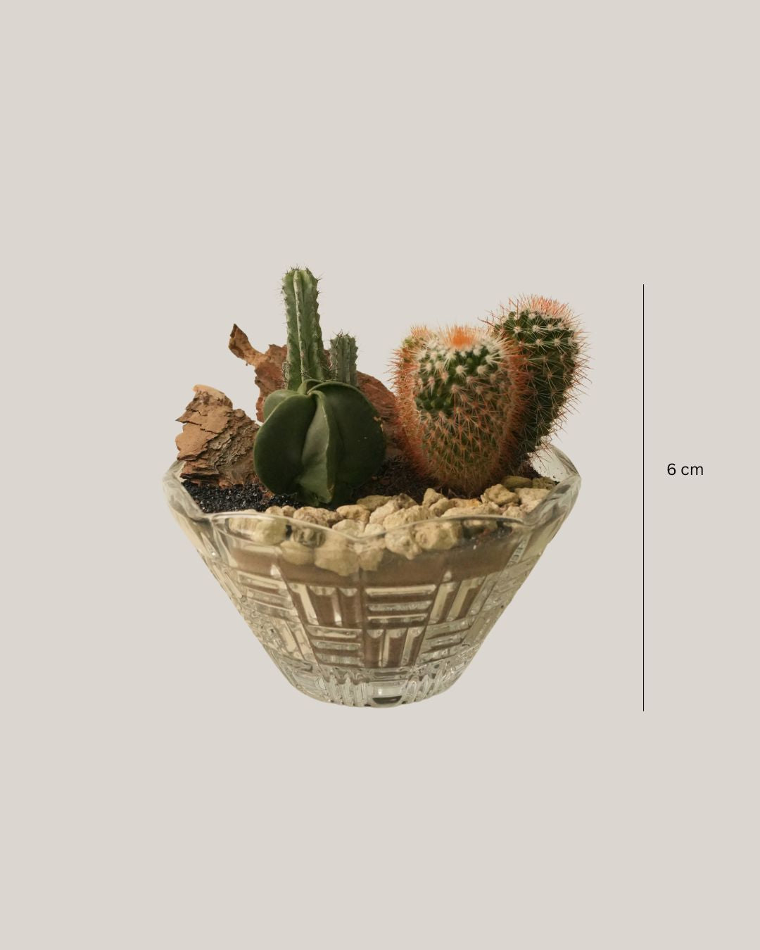 Cactus Arrangement in Glass Vase Medium