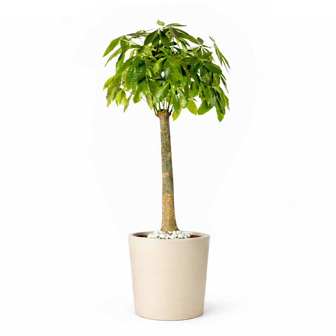 Pachira Aquatica Tall
