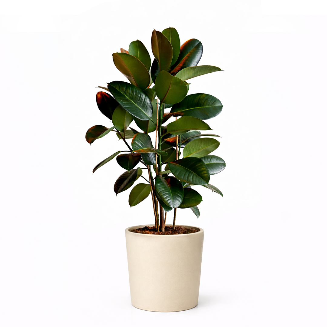 Ficus Elastica