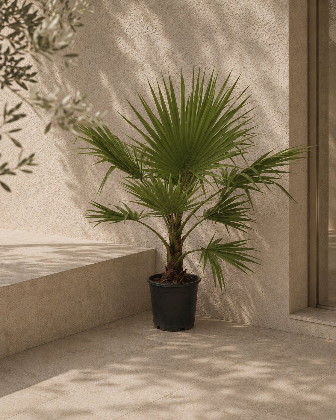 Washingtonia robusta