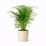 Areca Palm