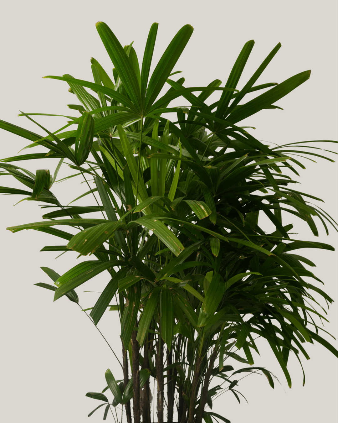 Broadleaf Lady Palm - Folivana Store