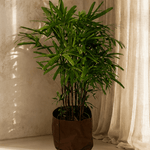 Broadleaf Lady Palm - Folivana Store