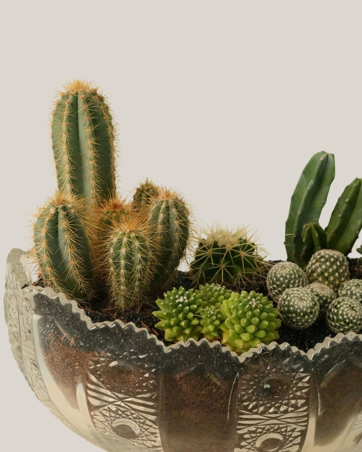 Cactus Arrangement in Glass Vase - Folivana Store