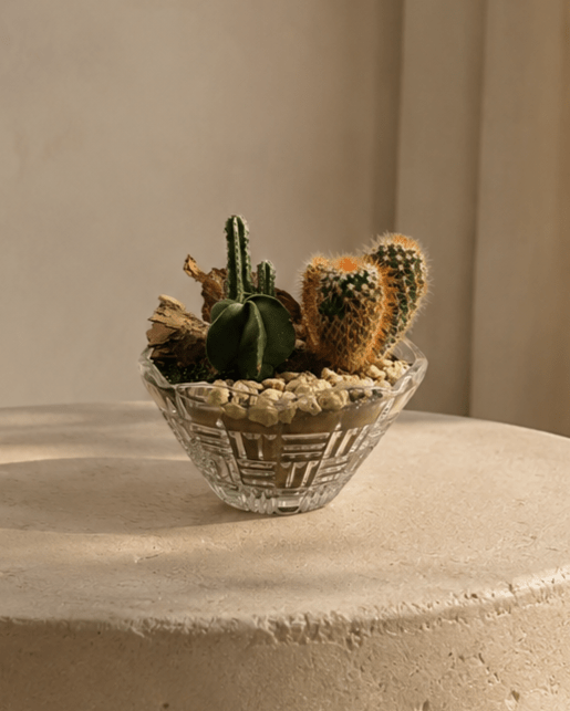 Cactus Arrangement in Glass Vase Medium - Folivana Store