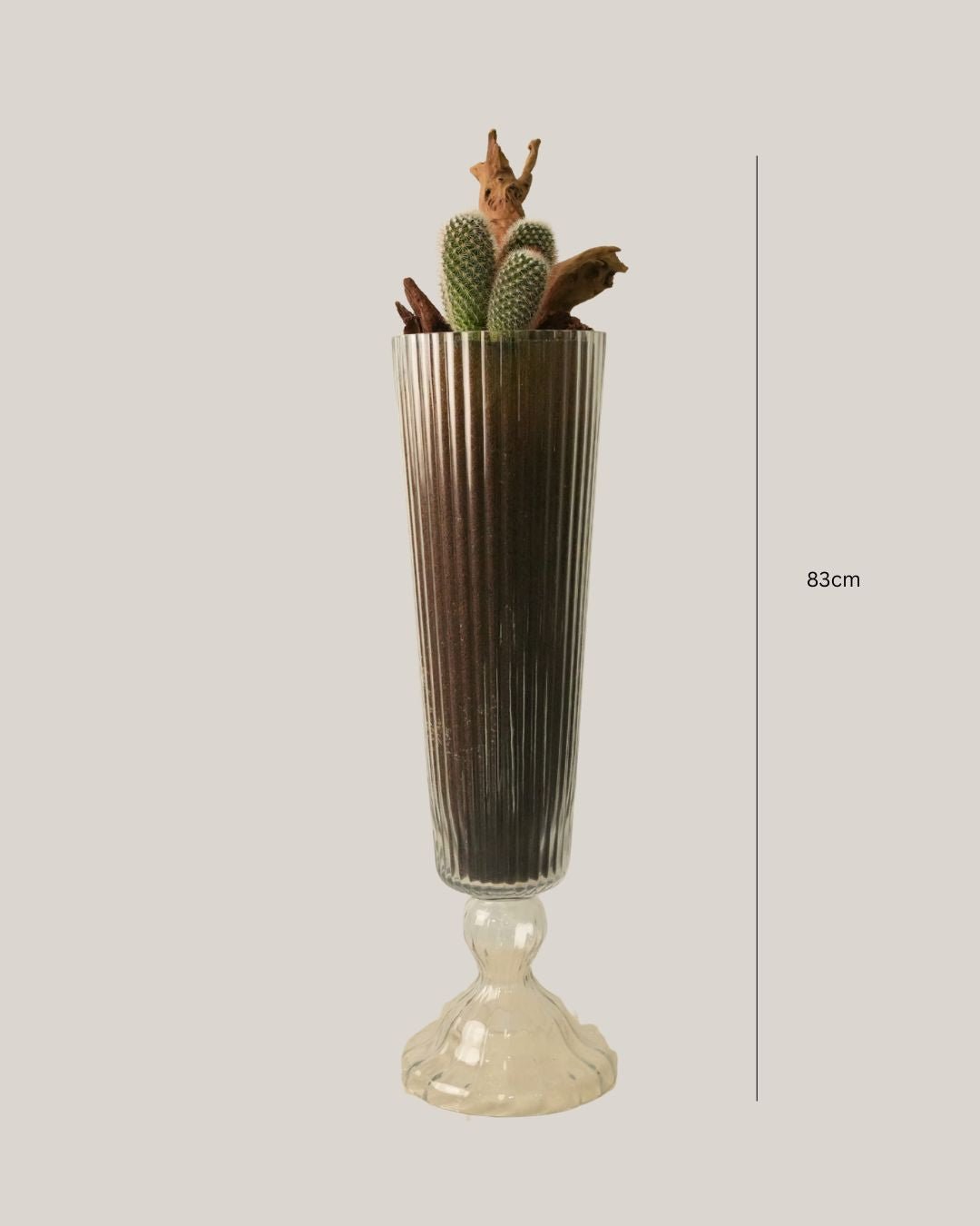 Cactus Arrangement in Glass Vase Tall - Folivana Store