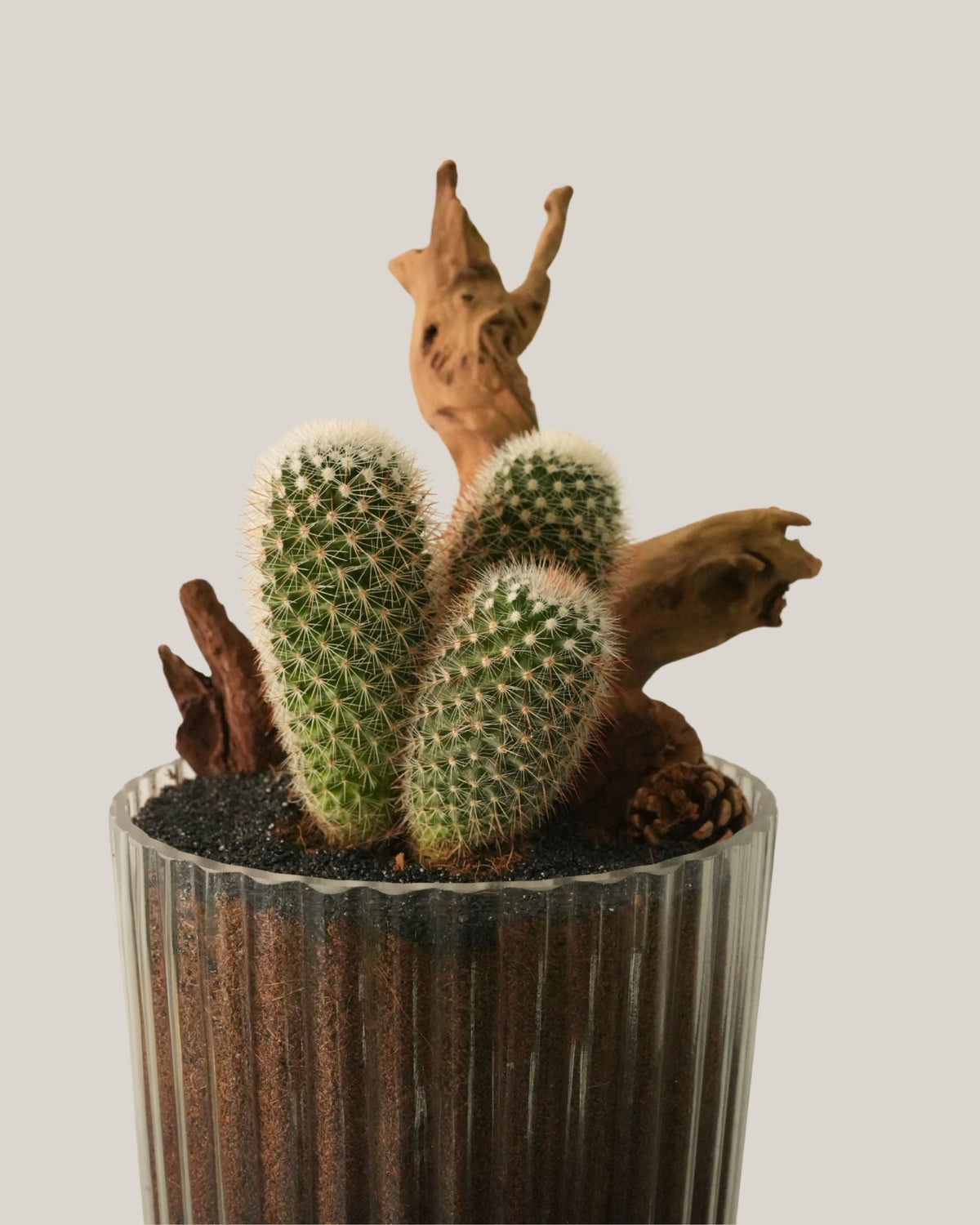 Cactus Arrangement in Glass Vase Tall - Folivana Store
