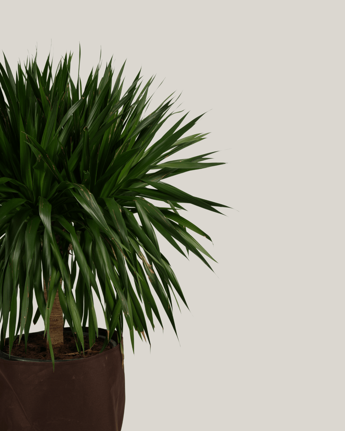 Dracaena Draco - Folivana Store
