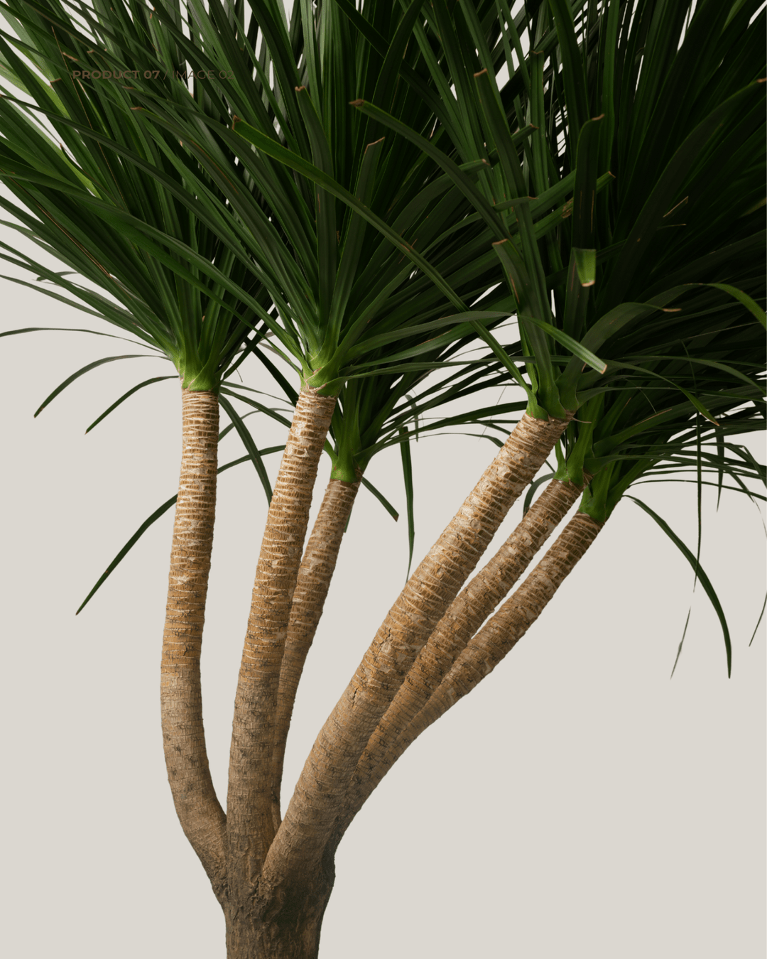 Dracaena Draco - Folivana Store